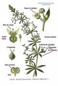 شیر پنیر، غاز اوتی، clivers, goosegrass, catchweed, stickyweed, robin-run-the-hedge, sticky willy, s